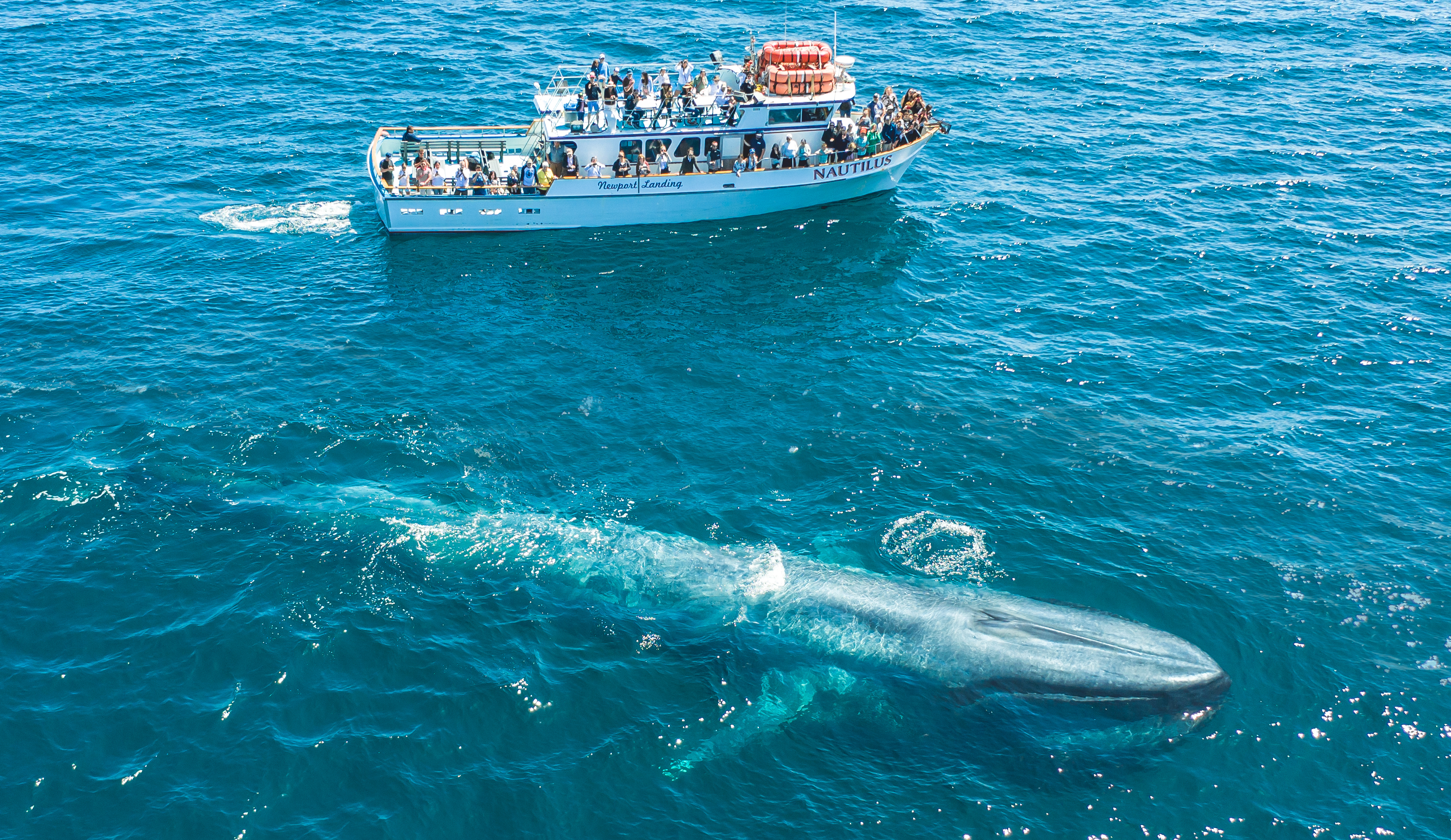 Marina-del-Rey-whale-watching-cruises
