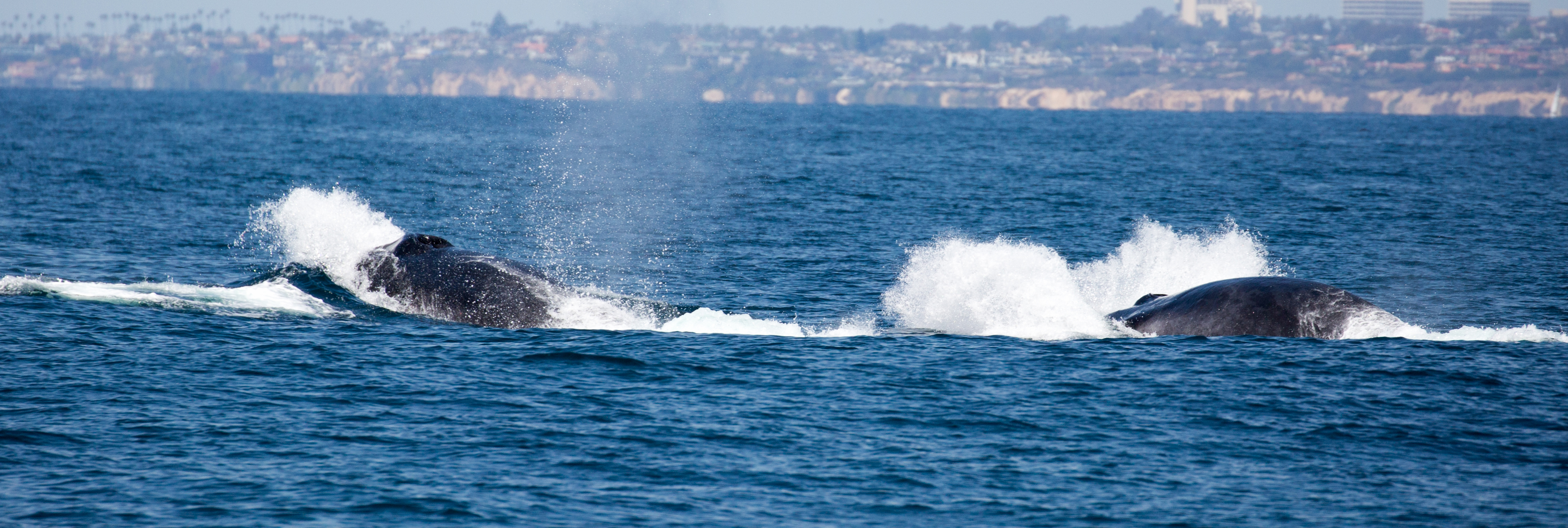 finback-whale-watching-Marina-del-Rey-tours