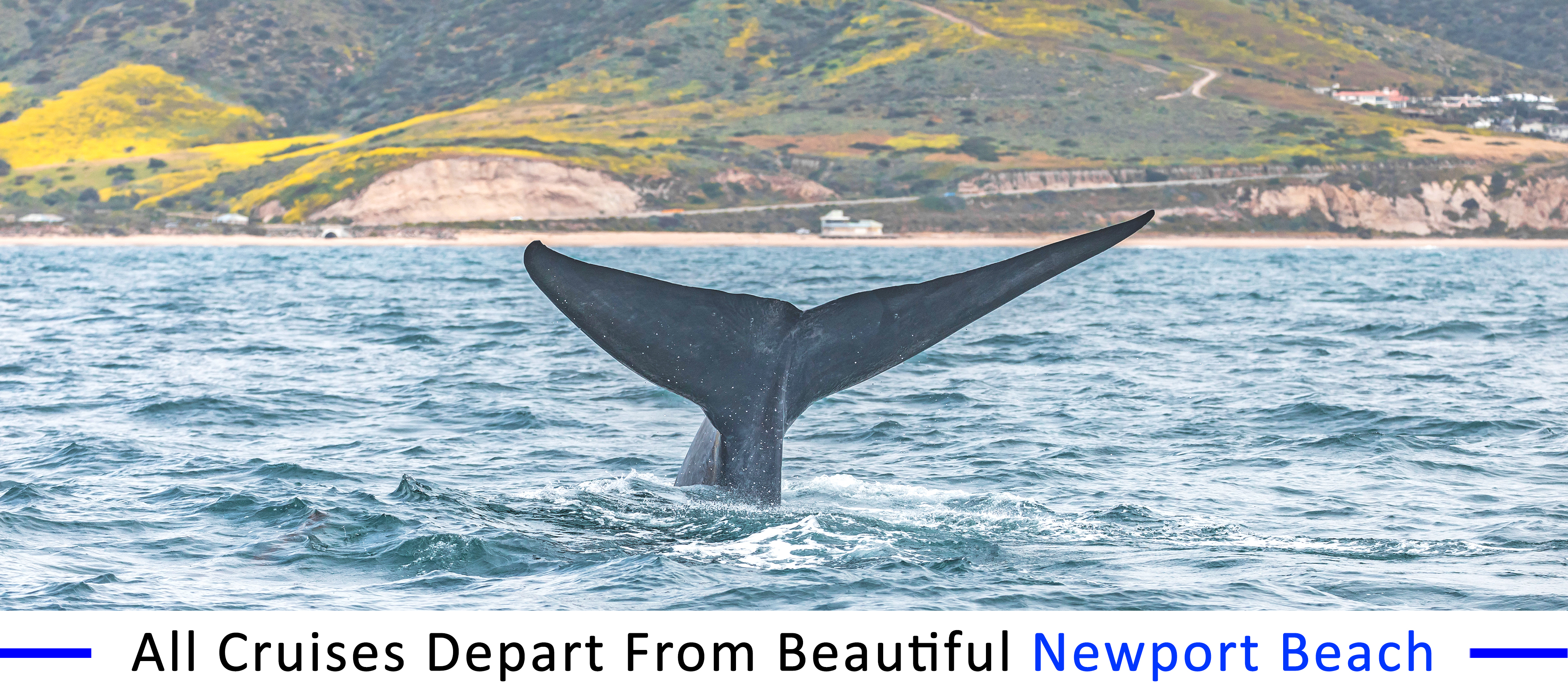 whale-watching-Marina-del-Rey-group-pricing