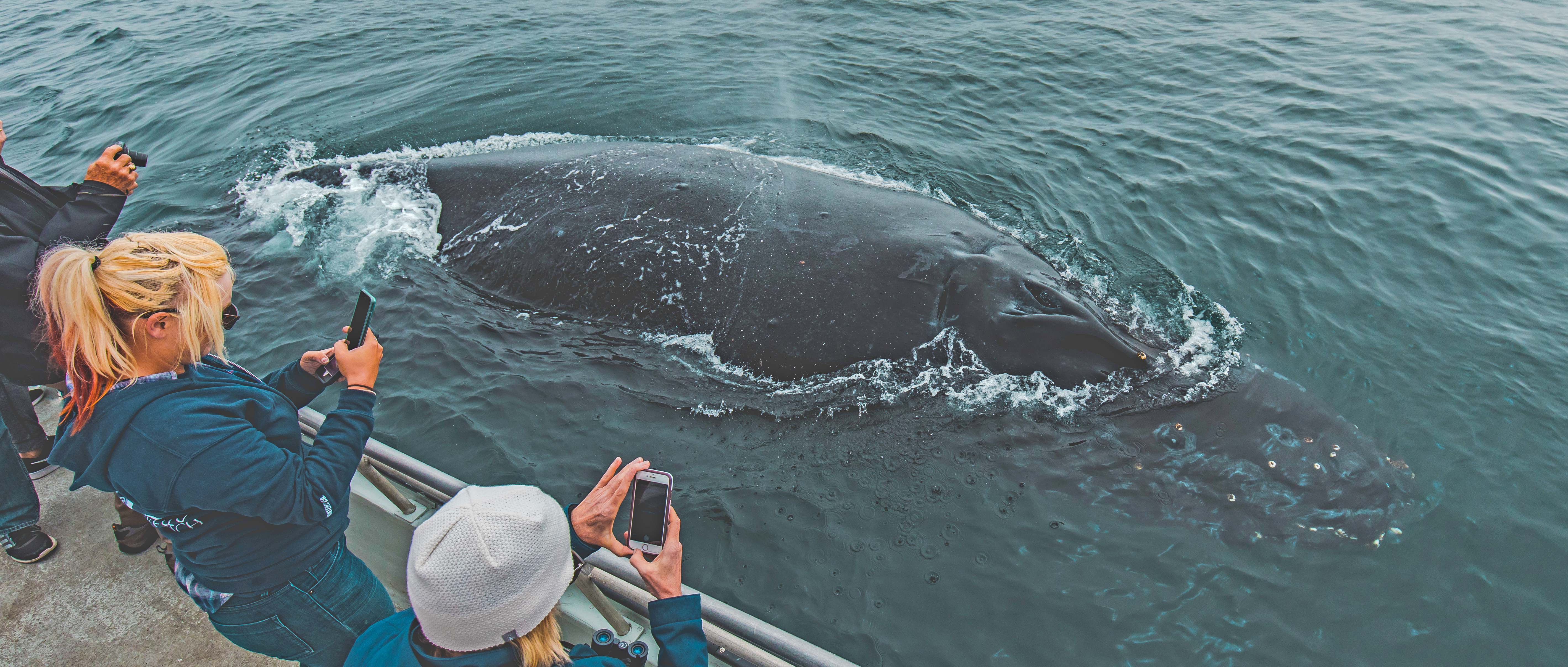 Marina-del-Rey-humpback-whale-watch