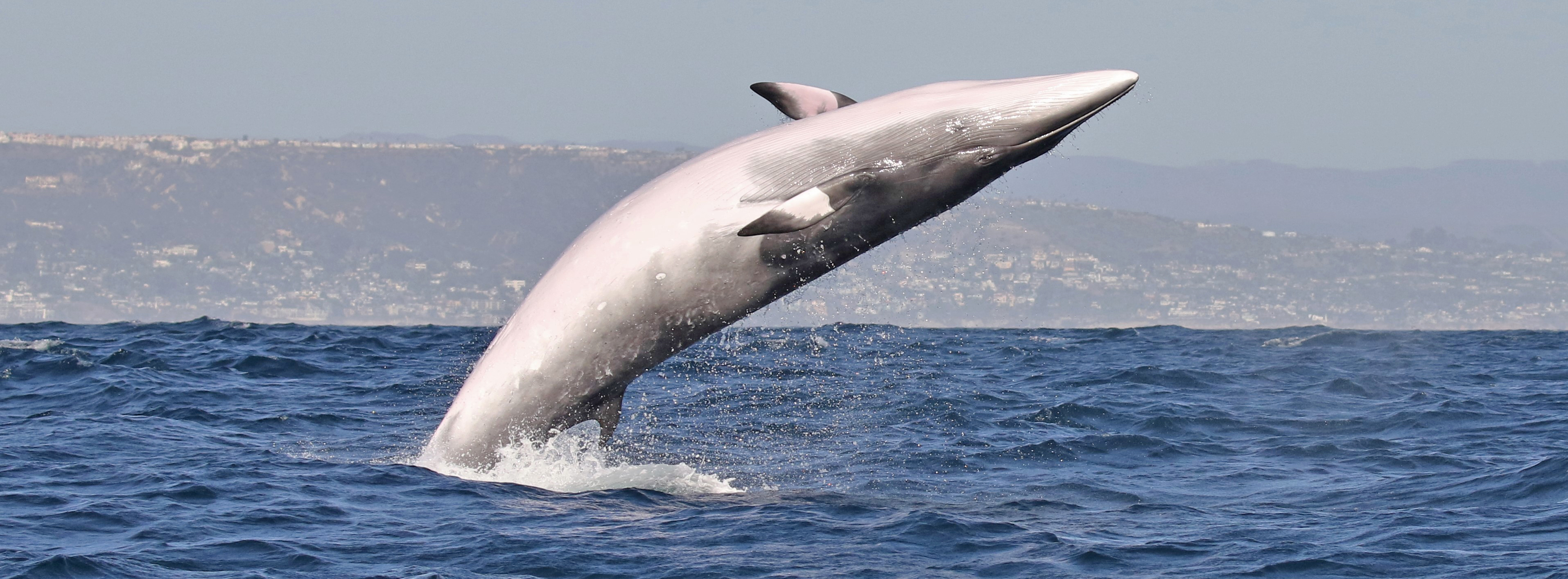 Marina-del-Rey-minke-whale