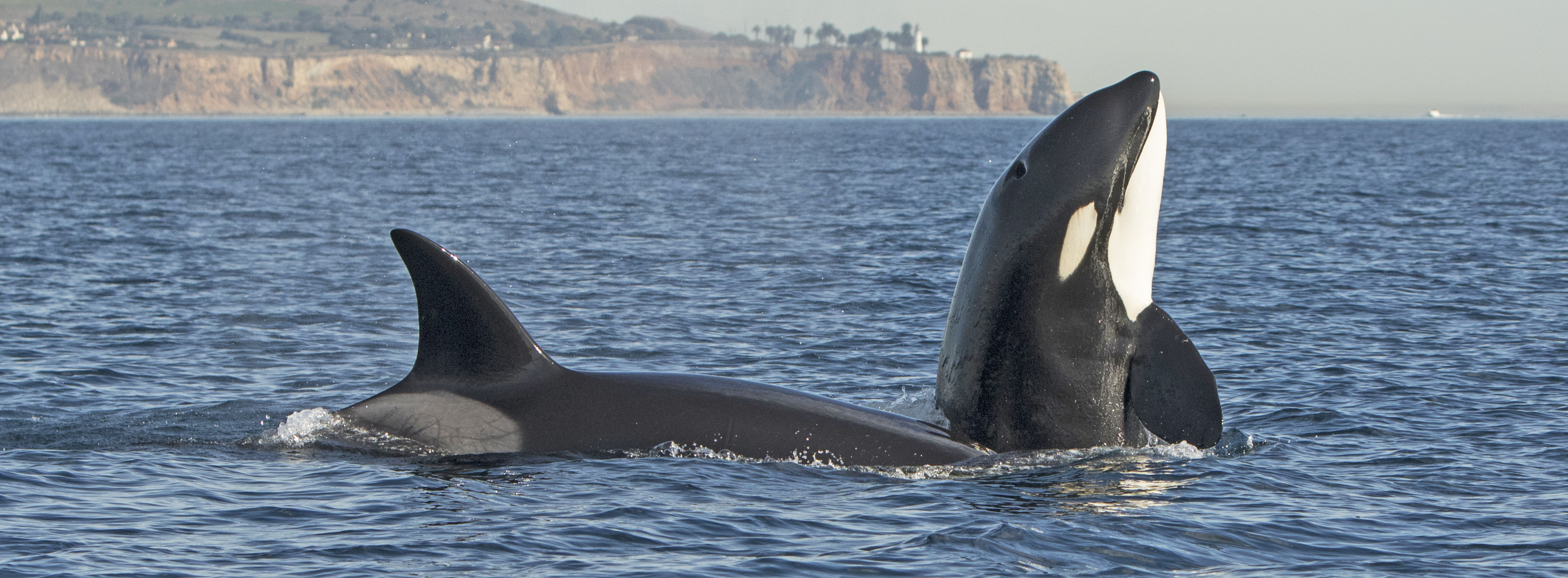 killer-whales-Marina-del-Rey-trip