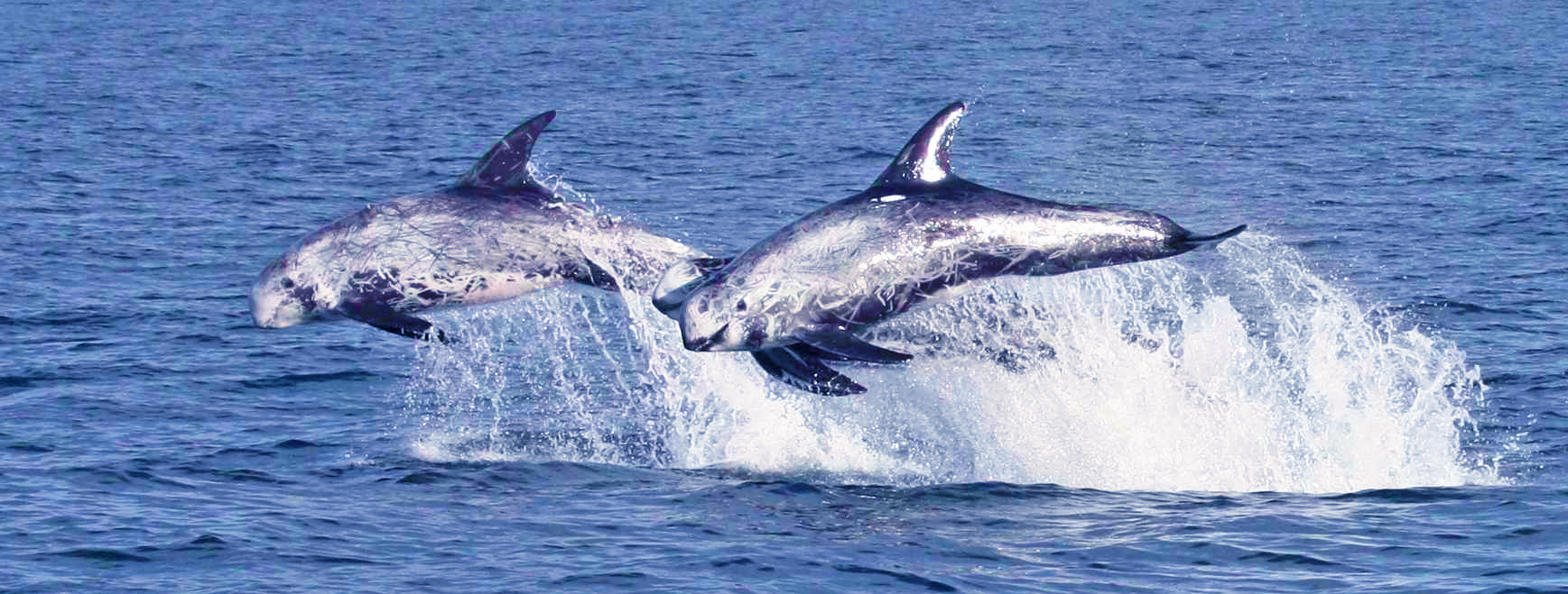 risso's-dolphin-Marina-del-Rey
